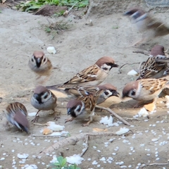 Passer montanus saturatus