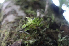 Gastrochilus fuscopunctatus