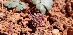Cymopterus coulteri