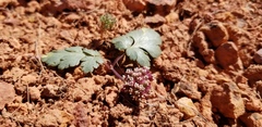 Cymopterus coulteri