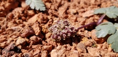 Cymopterus coulteri
