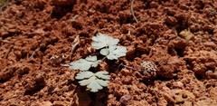 Cymopterus coulteri