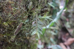 Gastrochilus fuscopunctatus