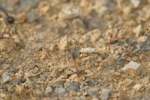 Image of Ranunculus paucifolius by (c) Christopher Stephens, some rights reserved (CC BY-SA)