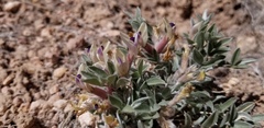 Astragalus newberryi