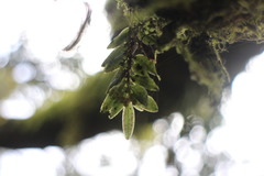 Gastrochilus fuscopunctatus