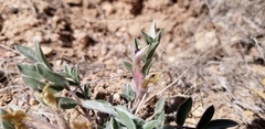 Astragalus newberryi