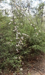 Leptospermum polyanthum