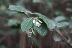 Viburnum taitoense