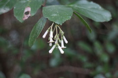 Viburnum taitoense