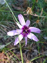 Catananche caerulea