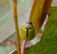 Paropsisterna hectica