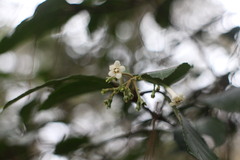 Viburnum taitoense