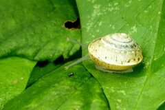 Hygromia cinctella