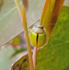 Paropsisterna hectica