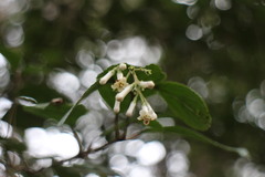 Viburnum taitoense