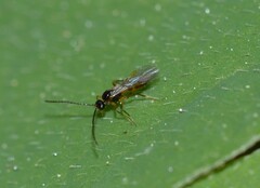Aphidiinae