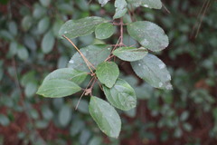 Viburnum taitoense