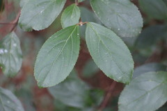 Viburnum taitoense