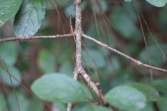 Viburnum taitoense