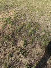 Juncus microcephalus