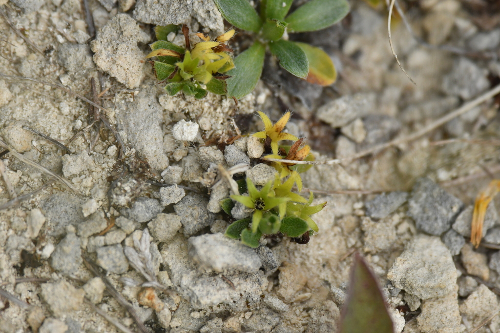 Myosotis colensoi; photograph (c) Christopher Stephens, some rights reserved (CC BY-SA)