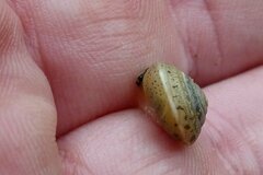 Hygromia cinctella