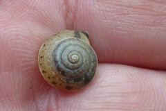 Hygromia cinctella