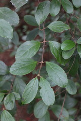 Viburnum taitoense