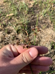 Juncus microcephalus
