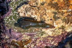 Lepadogaster lepadogaster