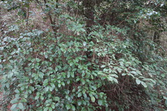 Viburnum taitoense