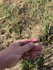 Juncus microcephalus