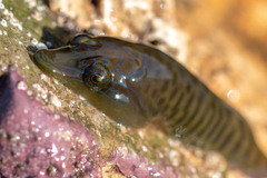 Lepadogaster lepadogaster
