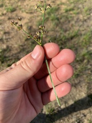 Juncus microcephalus