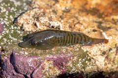 Lepadogaster lepadogaster