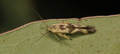 Stathmopoda melanochra