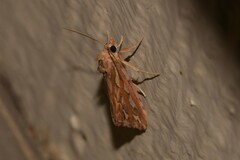 Meyrickella torquesauria