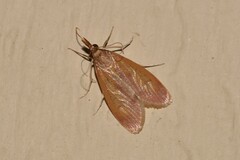 Syntonarcha iriastis