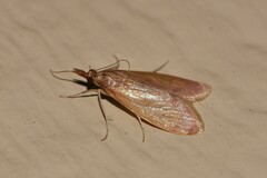 Syntonarcha iriastis