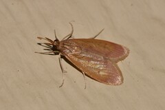 Syntonarcha iriastis