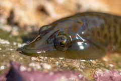 Lepadogaster lepadogaster
