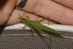 Atractomorpha similis