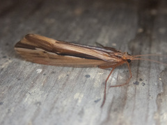Psychoglypha