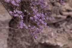 Limonium sareptanum
