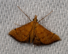 Metasia dicealis