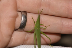 Atractomorpha similis