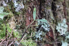 Dendrobium moniliforme