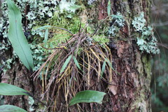 Dendrobium moniliforme