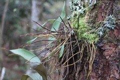 Dendrobium moniliforme